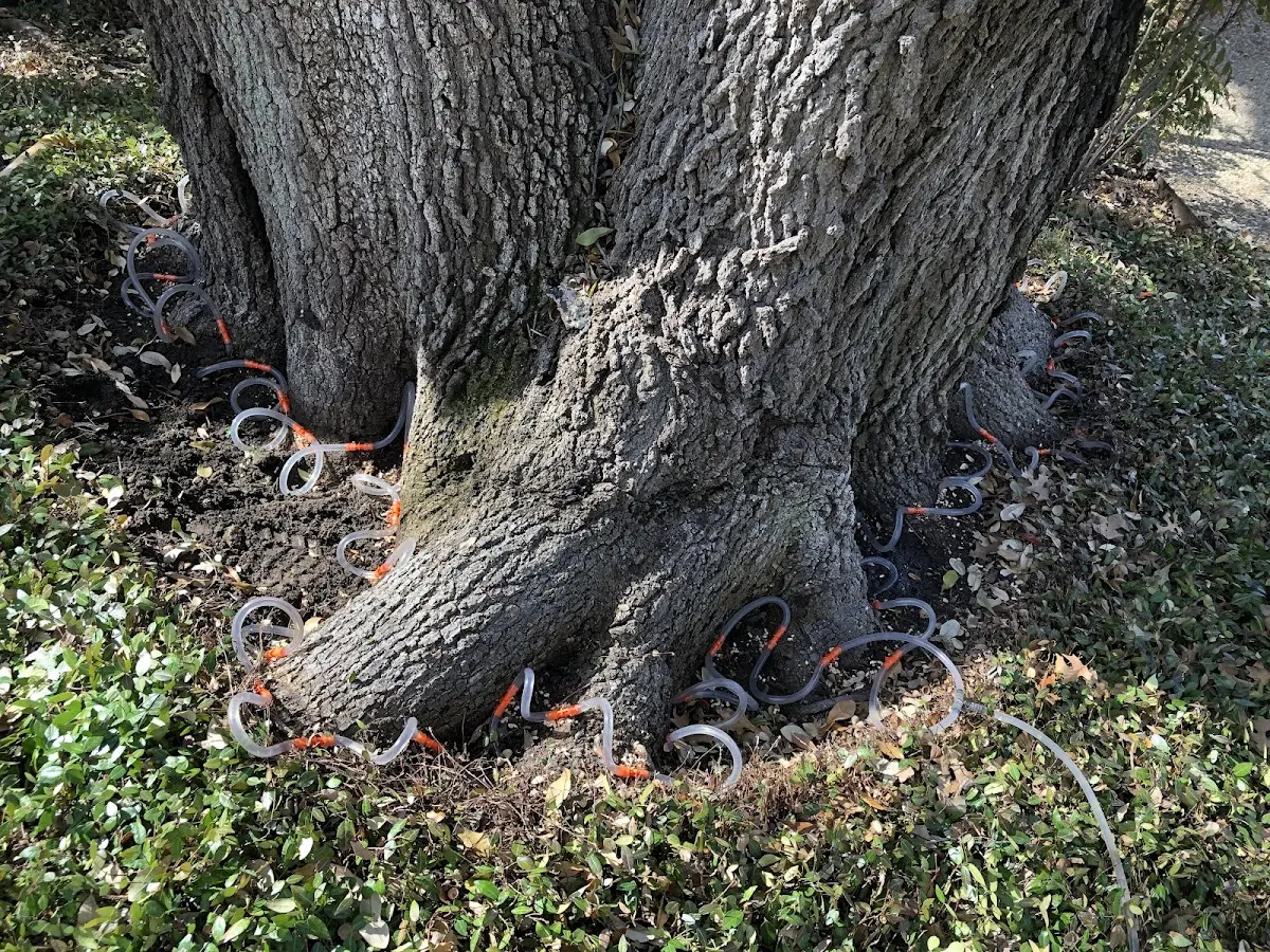 Detailed Tree Cabling and Bracing job site in Furman